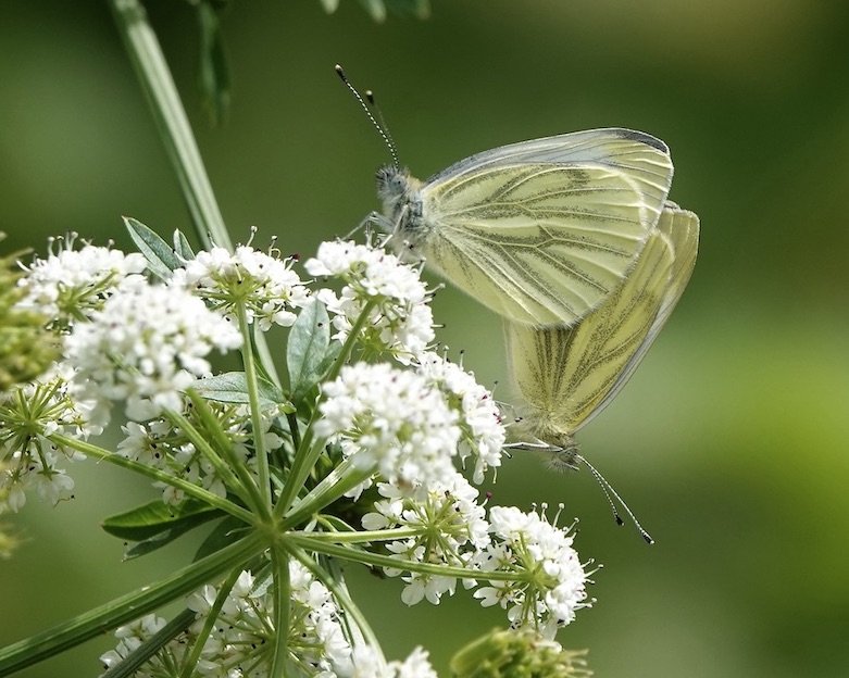 green-veined white